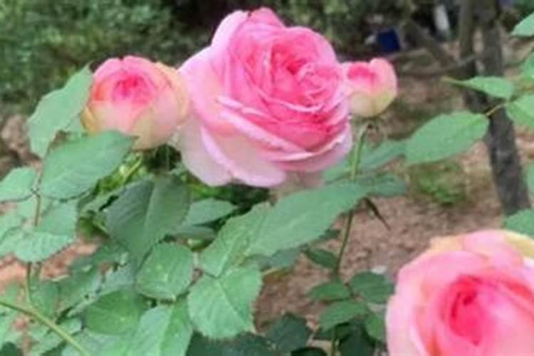 粉龙月季怎么养殖方法