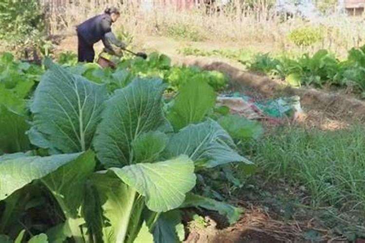 人畜的粪 是哪种肥？ 是 氮肥？是磷肥？还是 钾肥？