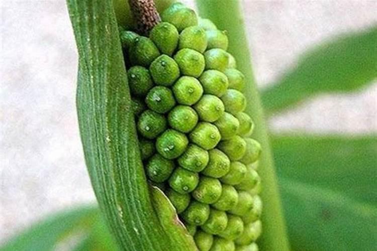 半夏增产叶面肥,生根肥料什么时候用效果好？