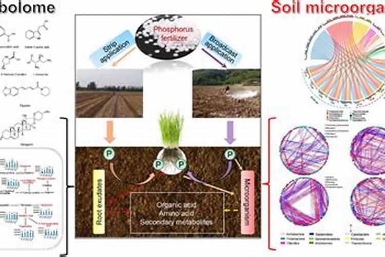 甘蔗十大最佳肥料