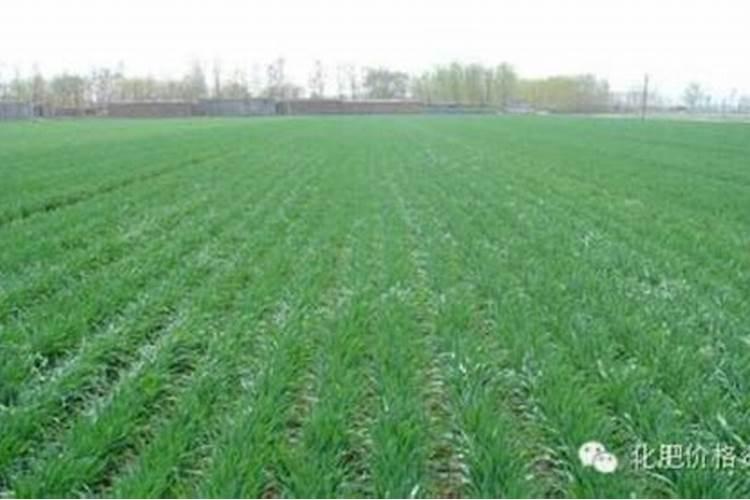 中微量元素肥料正确使用方法