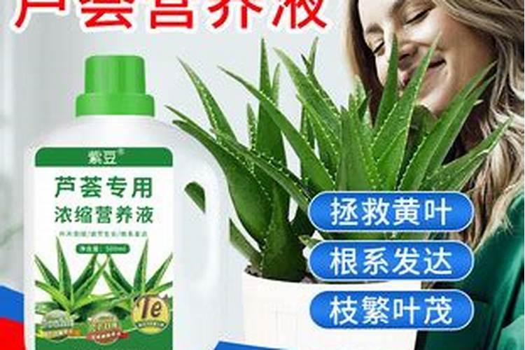 芦荟植物怎么养肥料(芦荟植物怎么养肥料？揭秘芦荟养护与施肥技巧...