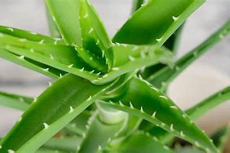 芦荟怎么养 做好这六点