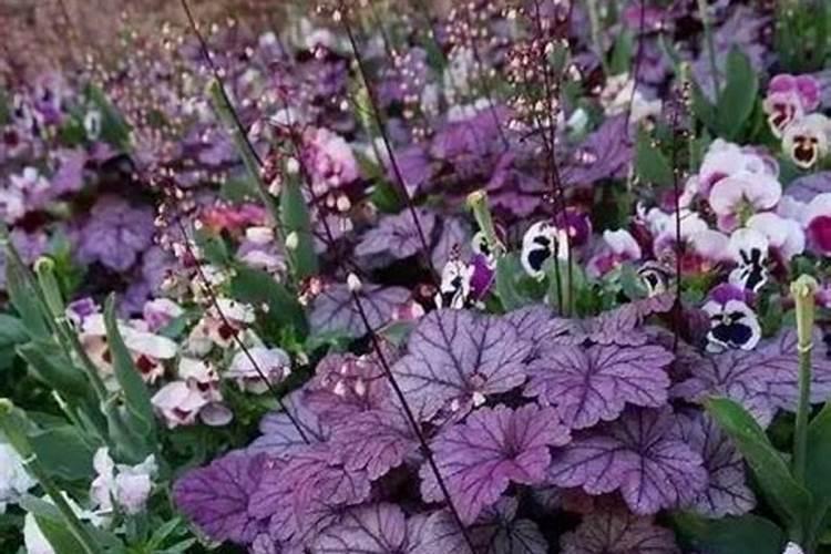 磷肥可以施在什么植物上