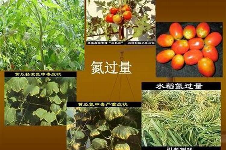 香瓜在栽培过程中,施氮肥过多会有哪些症状？