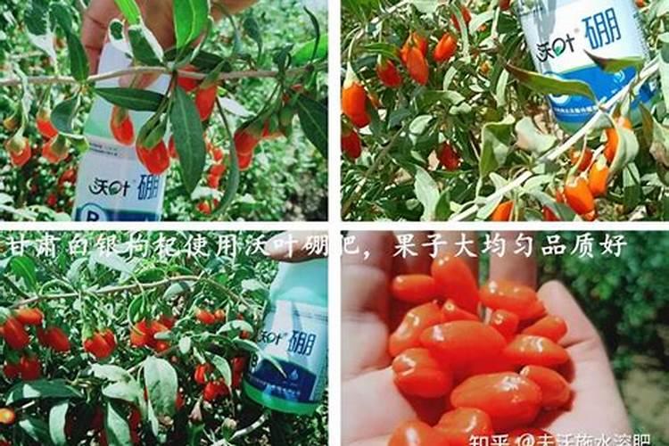 微量元素对花卉的生长有作用吗？