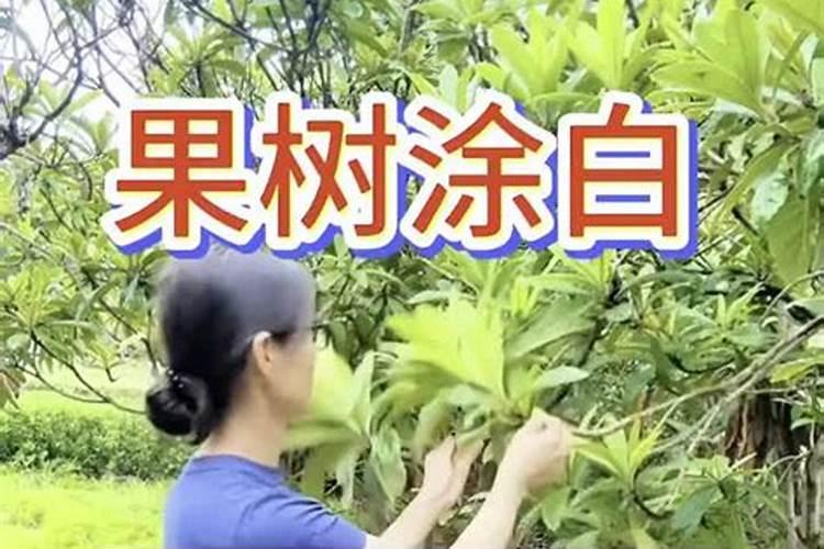 什么植物多施钾肥