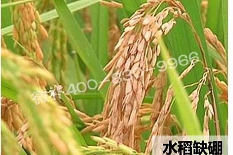 硼砂能件基肥水稻用吗？