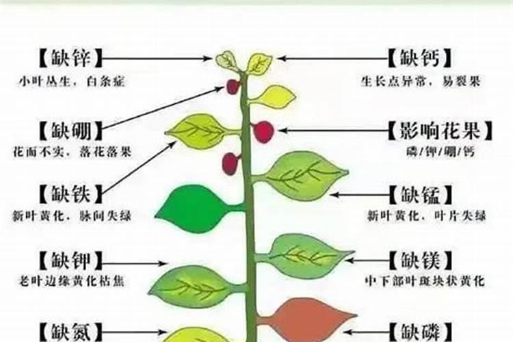 春见耙耙柑柑橘树干皮烂了是什么病？