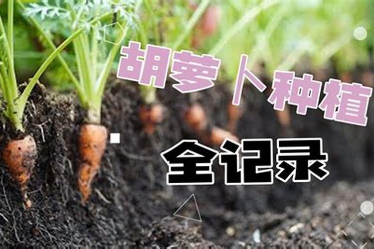 胡萝卜施肥技术要点