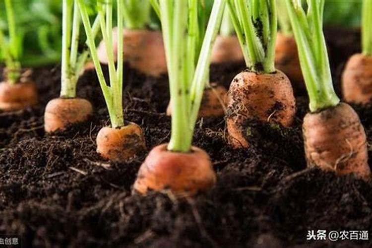 胡萝卜氮磷钾需要多少