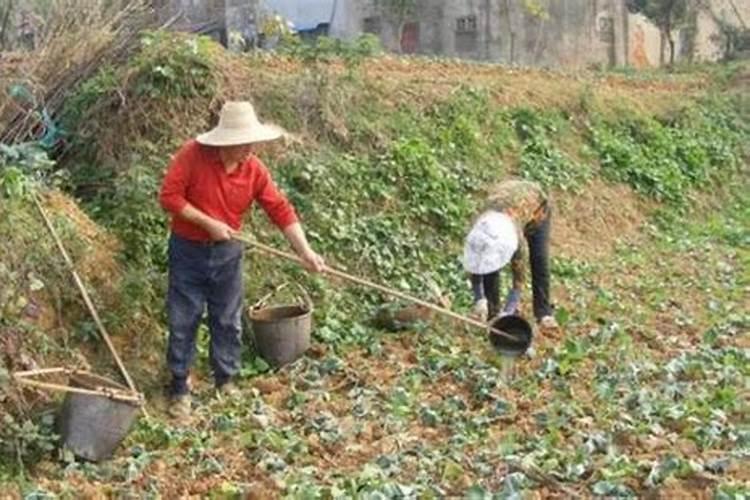 矿源黄腐酸钾最佳使用方法