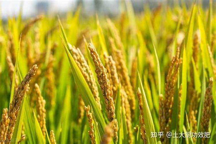 水稻磷肥什么时候施撒