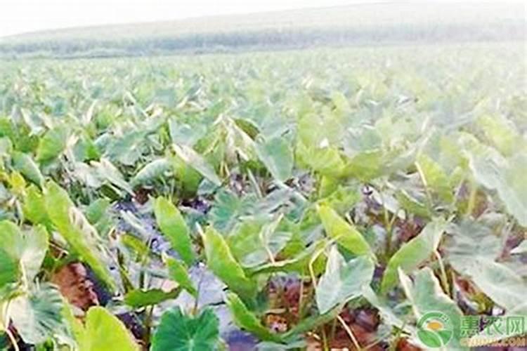 种香芋,一般施用一些什么肥料