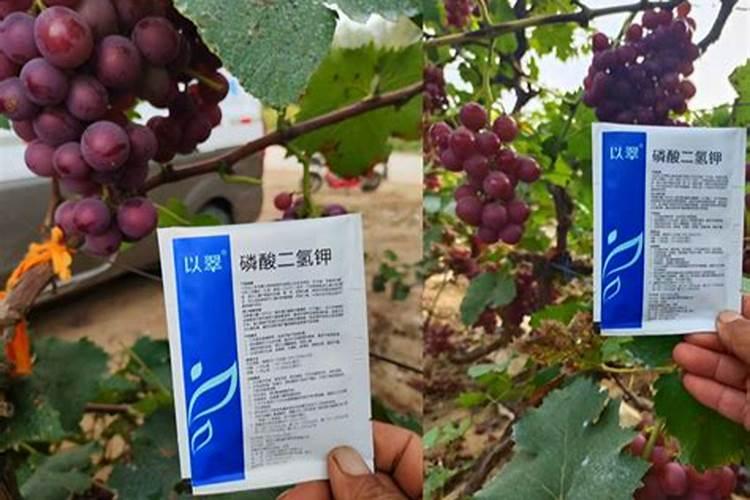 白芨用什么肥料最好