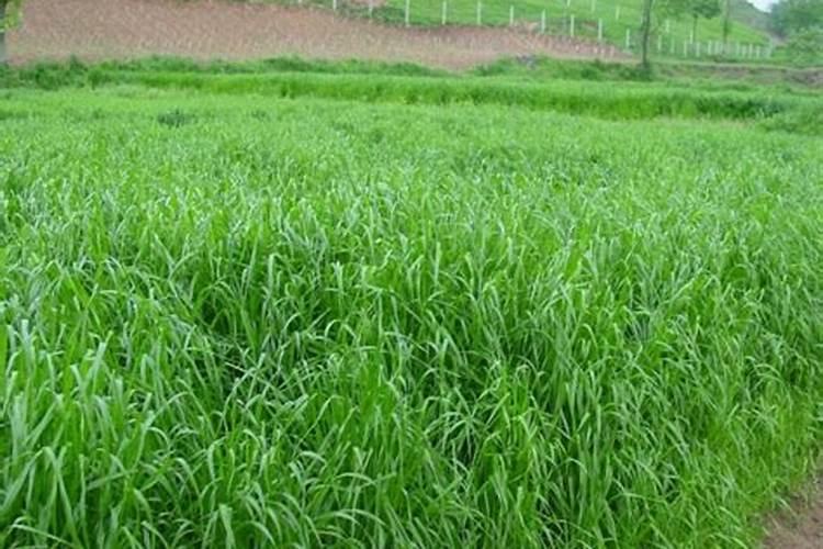 多花黑麦草栽培要点