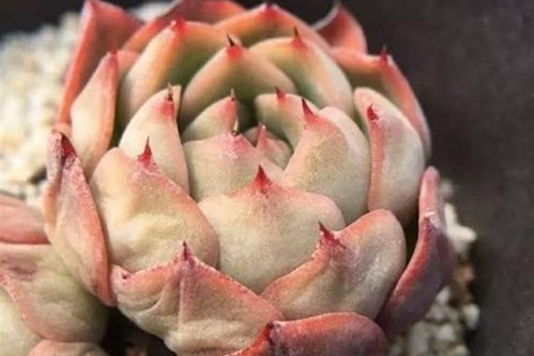 磷钾肥的化肥有哪些