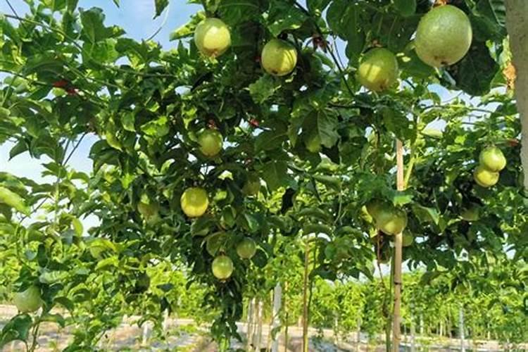 绿藻门碳氢核肥,煦丰的怎样？