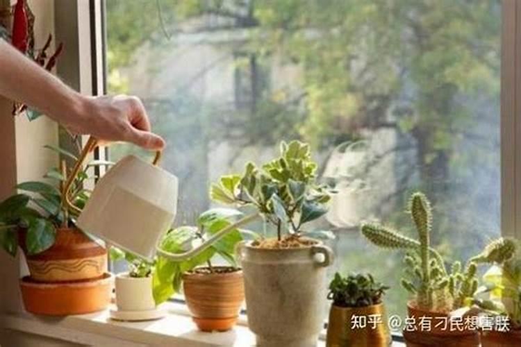 钾肥如何使用在花上