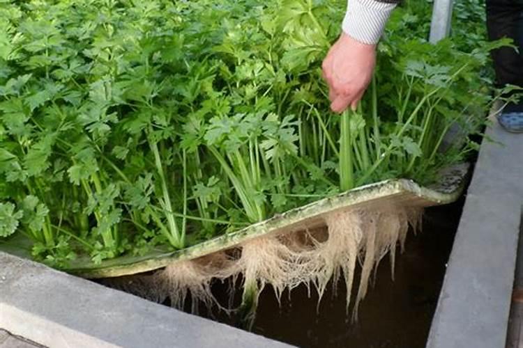 怎么浇水都不用担心烂根,只要你这样配土