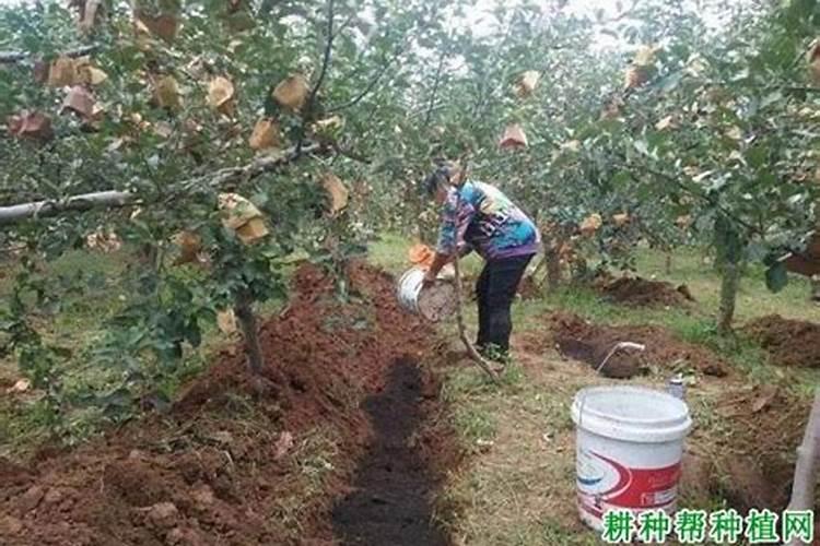 什么是生物有机肥,对果园有那些好处,施肥时应注意什么