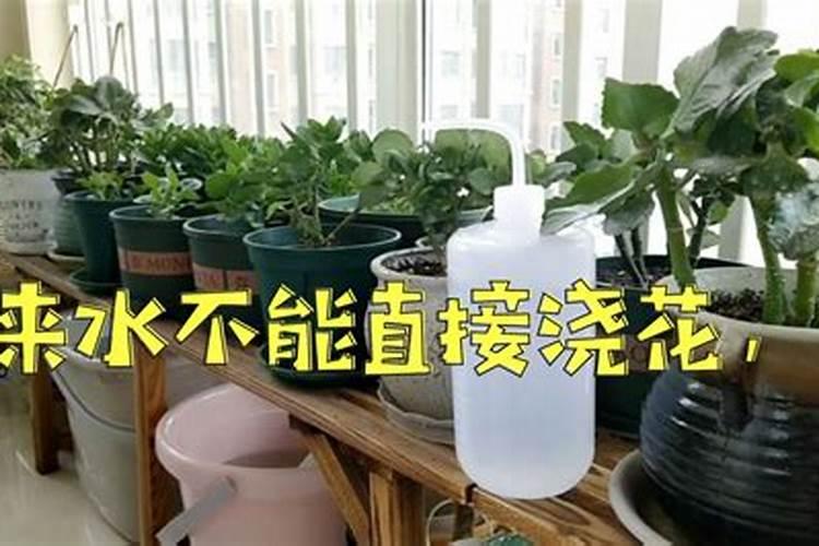 买的花肥可以掺在水里浇花吗