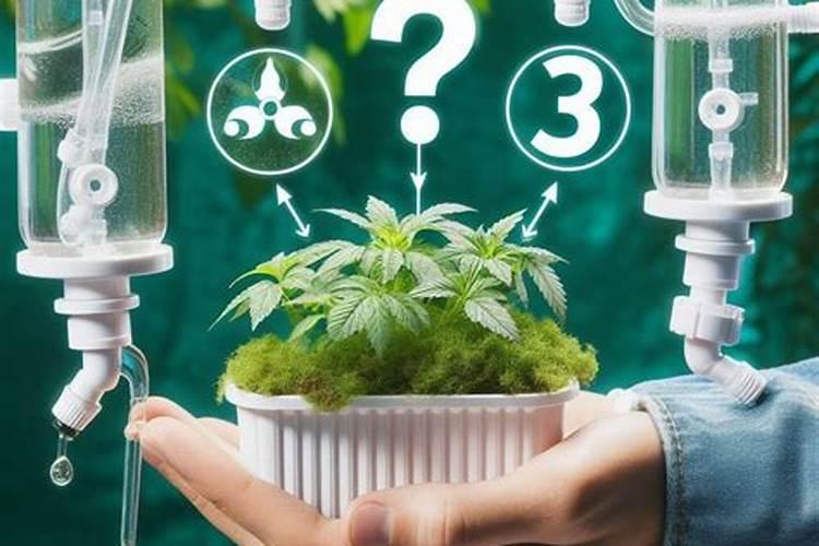 水培养花用什么肥料好