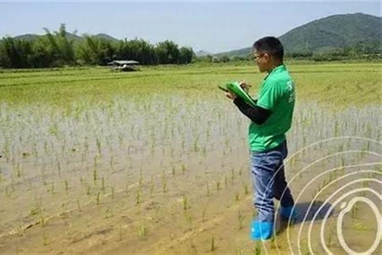 吉林八达农药有限公司壮秧剂怎么样