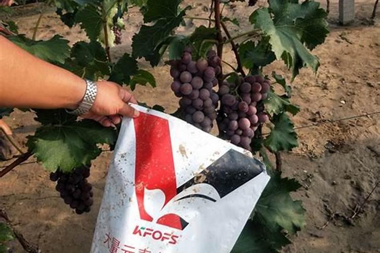 茉莉花大量元素水溶肥用什么好