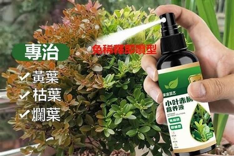 小叶赤楠养护方法