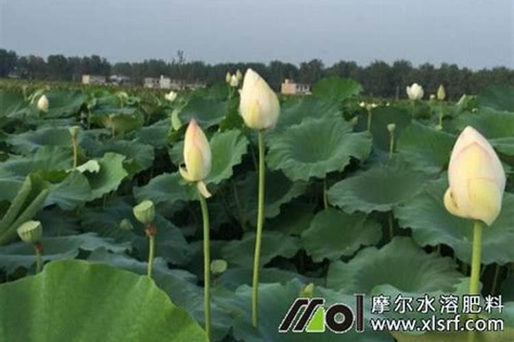 莲藕忌什么复合肥 怎么施肥产量高