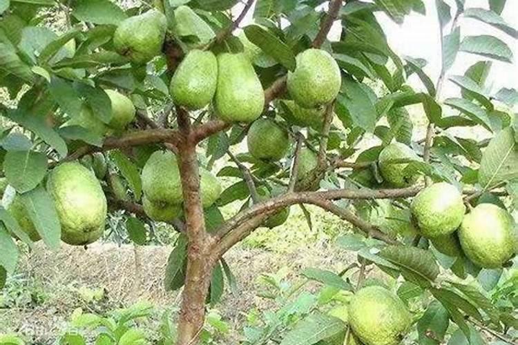 沃柑(柑橘)保花保果技术要点