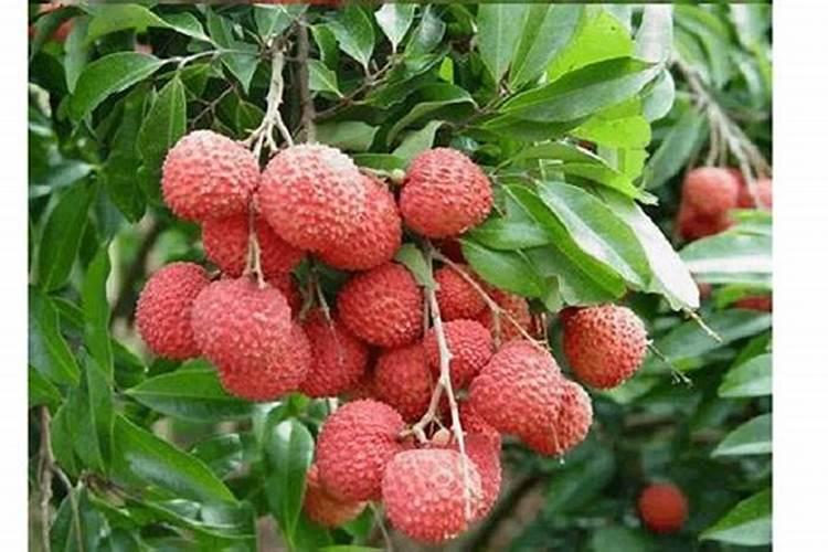 桂味荔枝怎样管理才可年年挂果