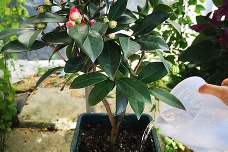 茶花花苞期怎么施肥