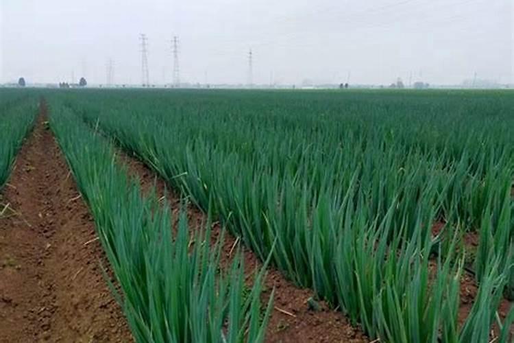 大葱底肥的配比建议,追肥用尿素可不可以