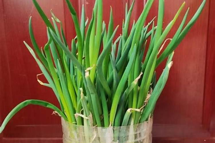 大葱什么时候施肥？大葱施肥有什么需要注意的？