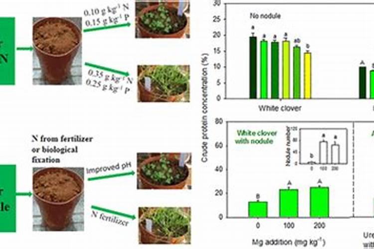 常见中微量元素肥料有哪些？看完记得收藏!