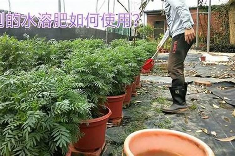 含腐植酸水溶肥树木怎么用
