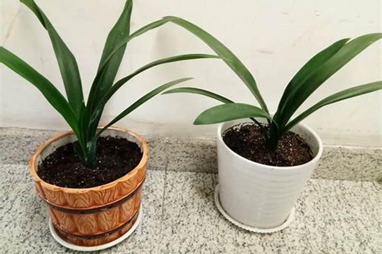 君子兰在春季应如何施肥