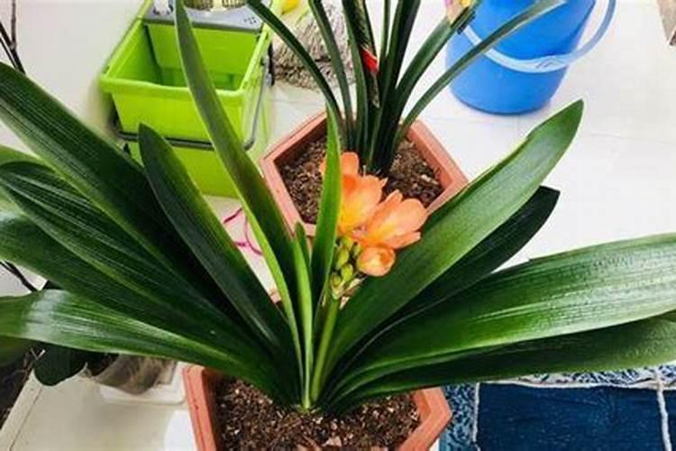 君子兰在春季应如何施肥