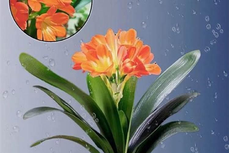 君子兰在春季应如何施肥