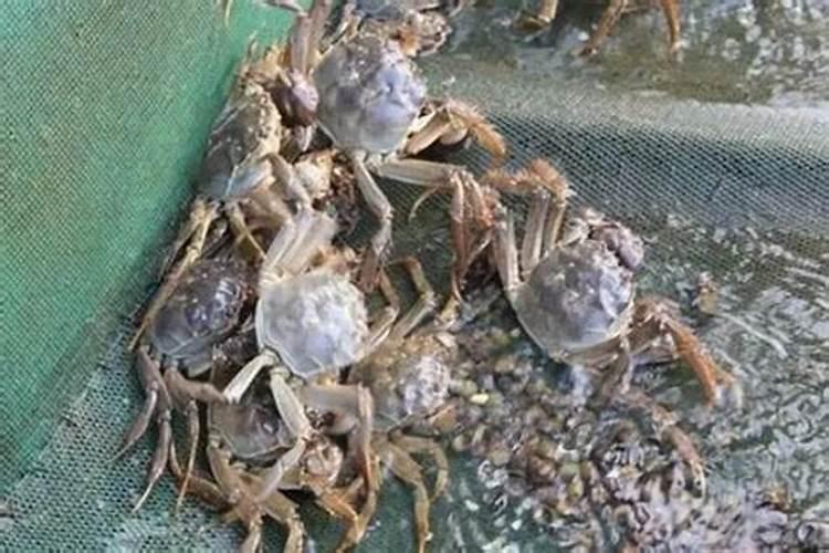 蟹苗放养时间和注意事项