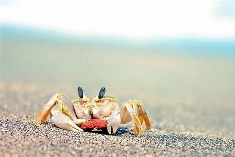 如何防控螃蟹水瘪子