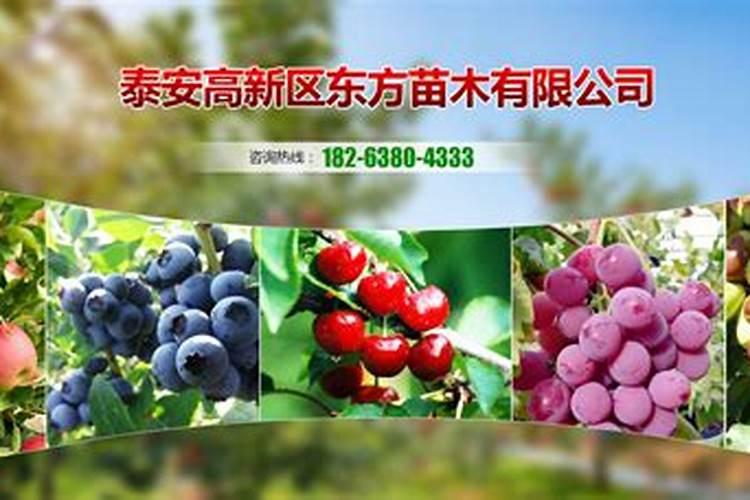 果树专用肥有什么推荐？