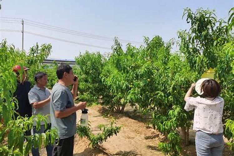 史丹利果树专用肥料多少钱一袋