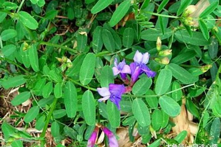 四季豆光长叶子不开花怎么办用草木灰能开花吗？