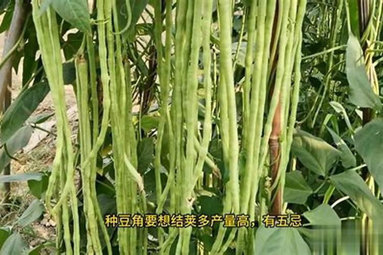 赤小豆几月份开花,我种的为什么不开花。