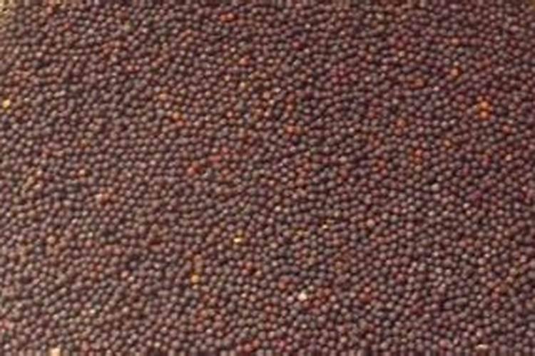 油菜倒伏怎么办？油菜开花倒伏还能起来吗