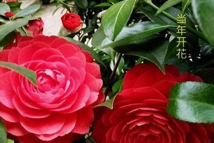 茶花多久施一次肥