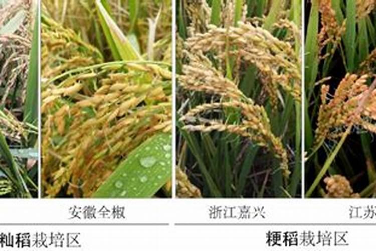 水稻一生需要多少肥